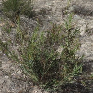 Stypandra glauca at Fadden, ACT - 6 Sep 2019