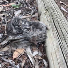 Podargus strigoides (Tawny Frogmouth) at Acton, ACT - 5 Sep 2019 by HelenCross