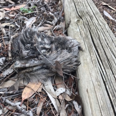 Podargus strigoides (Tawny Frogmouth) at Acton, ACT - 4 Sep 2019 by HelenCross