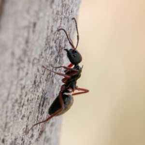 Dolichoderus doriae at Tennent, ACT - 3 Sep 2019 12:38 PM