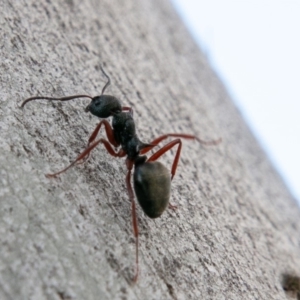 Dolichoderus doriae at Tennent, ACT - 3 Sep 2019