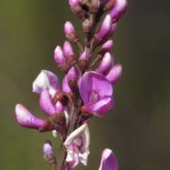 Indigofera australis subsp. australis (Australian Indigo) at Wanniassa Hill - 6 Sep 2019 by KumikoCallaway