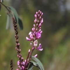 Indigofera australis subsp. australis at Fadden, ACT - 6 Sep 2019 10:30 AM