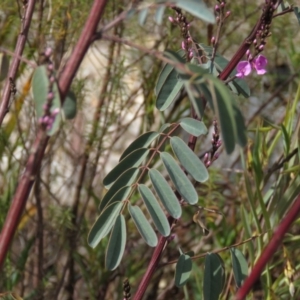 Indigofera australis subsp. australis at Fadden, ACT - 6 Sep 2019 10:30 AM