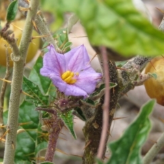 Solanum cinereum at Tuggeranong DC, ACT - 6 Sep 2019