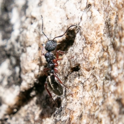 Dolichoderus scabridus (Dolly ant) at Tennent, ACT - 3 Sep 2019 by SWishart