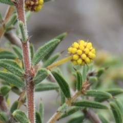 Acacia gunnii (Ploughshare Wattle) at Tuggeranong DC, ACT - 6 Sep 2019 by KumikoCallaway