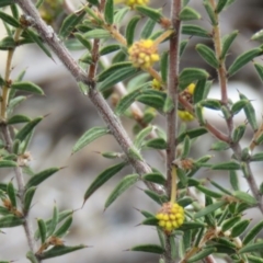 Acacia gunnii at Tuggeranong DC, ACT - 6 Sep 2019 10:53 AM