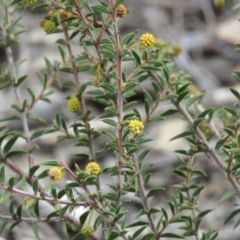 Acacia gunnii at Tuggeranong DC, ACT - 6 Sep 2019 10:53 AM