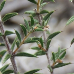 Acacia gunnii at Tuggeranong DC, ACT - 6 Sep 2019