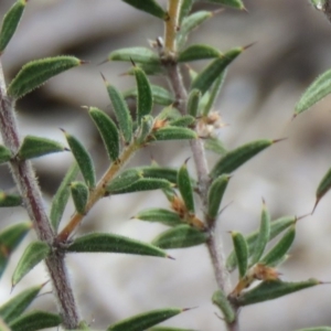 Acacia gunnii at Tuggeranong DC, ACT - 6 Sep 2019 10:53 AM