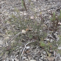 Acacia gunnii at Tuggeranong DC, ACT - 6 Sep 2019