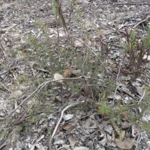 Acacia gunnii at Tuggeranong DC, ACT - 6 Sep 2019 10:53 AM