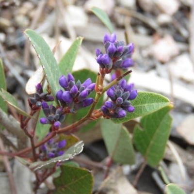 Hardenbergia violacea (False Sarsaparilla) at Wanniassa Hill - 6 Sep 2019 by KumikoCallaway