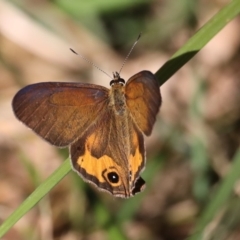 Hypocysta metirius (Brown Ringlet) at Guerilla Bay, NSW - 31 Aug 2019 by jbromilow50