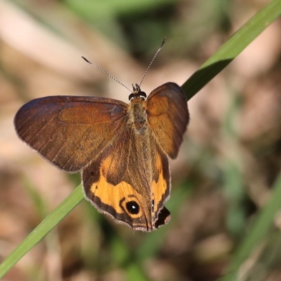 Hypocysta metirius (Brown Ringlet) at Guerilla Bay, NSW - 31 Aug 2019 by jb2602