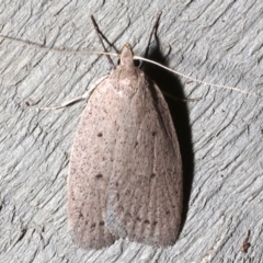 Garrha (genus) (A concealer moth) at Rosedale, NSW - 31 Aug 2019 by jb2602