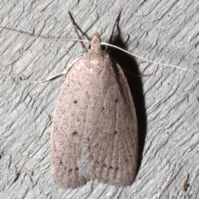 Garrha (genus) (A concealer moth) at Rosedale, NSW - 31 Aug 2019 by jbromilow50