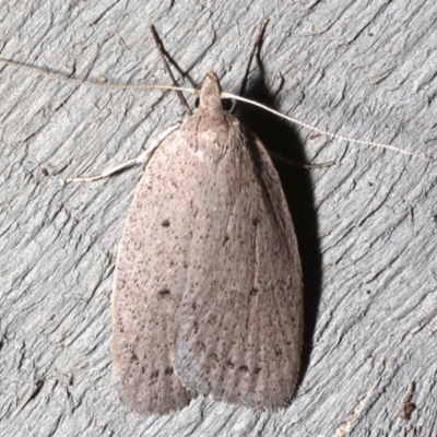 Garrha (genus) (A concealer moth) at Rosedale, NSW - 31 Aug 2019 by jb2602
