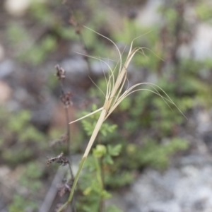 Anthosachne scabra at Michelago, NSW - 22 Dec 2018 04:12 PM