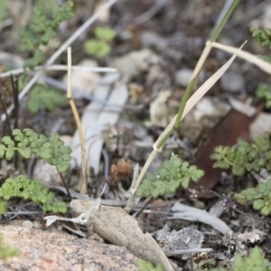 Anthosachne scabra at Michelago, NSW - 22 Dec 2018