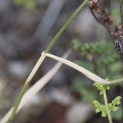 Anthosachne scabra at Michelago, NSW - 22 Dec 2018