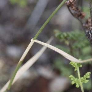 Anthosachne scabra at Michelago, NSW - 22 Dec 2018