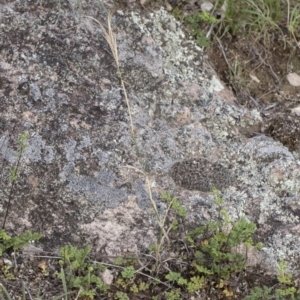 Anthosachne scabra at Michelago, NSW - 22 Dec 2018