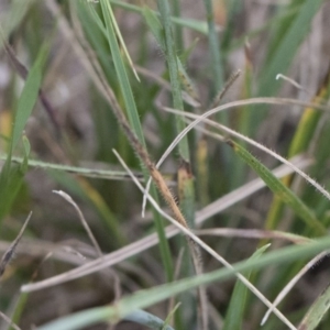 Anthosachne scabra at Michelago, NSW - 30 Dec 2018 03:36 PM