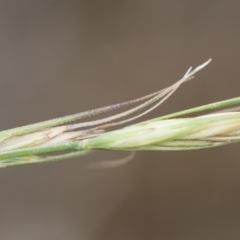 Anthosachne scabra at Michelago, NSW - 30 Dec 2018 03:36 PM