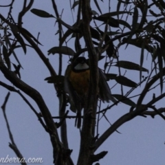 Pachycephala pectoralis at Hughes, ACT - 24 Aug 2019 06:54 AM