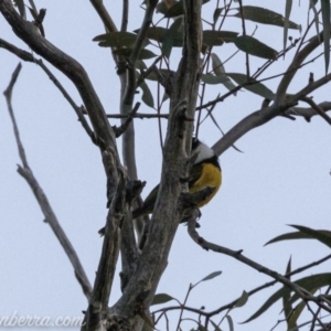 Pachycephala pectoralis at Hughes, ACT - 24 Aug 2019 06:54 AM