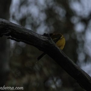 Pachycephala pectoralis at Hughes, ACT - 24 Aug 2019 06:54 AM