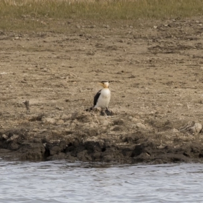 Microcarbo melanoleucos (Little Pied Cormorant) at Michelago, NSW - 22 Sep 2018 by Illilanga