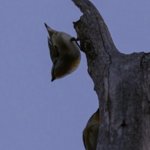 Pardalotus striatus at Hughes, ACT - 24 Aug 2019 06:52 AM