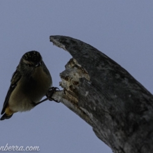 Pardalotus punctatus at Hughes, ACT - 24 Aug 2019 06:54 AM