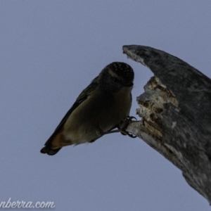 Pardalotus punctatus at Hughes, ACT - 24 Aug 2019 06:54 AM