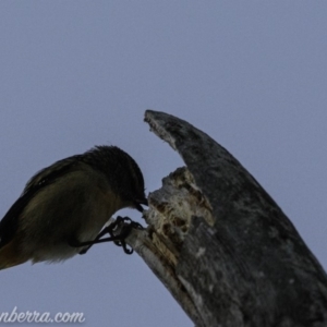 Pardalotus punctatus at Hughes, ACT - 24 Aug 2019 06:54 AM