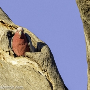 Eolophus roseicapilla at Deakin, ACT - 24 Aug 2019