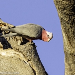 Eolophus roseicapilla at Deakin, ACT - 24 Aug 2019