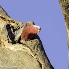 Eolophus roseicapilla at Deakin, ACT - 24 Aug 2019