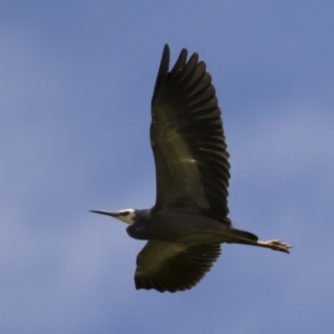 Egretta novaehollandiae at Michelago, NSW - 23 Dec 2017 12:54 PM