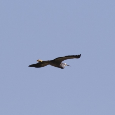 Egretta novaehollandiae (White-faced Heron) at Illilanga & Baroona - 12 Jan 2019 by Illilanga