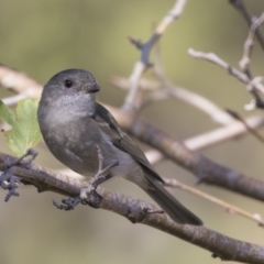 Pachycephala pectoralis (Golden Whistler) at Higgins, ACT - 27 Apr 2019 by AlisonMilton