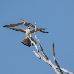 Falco cenchroides (Nankeen Kestrel) at Dunlop, ACT - 4 Sep 2019 by AlisonMilton