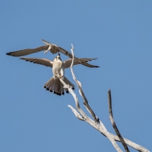 Falco cenchroides at Dunlop, ACT - 4 Sep 2019