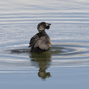 Biziura lobata at Michelago, NSW - 26 Aug 2019