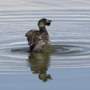 Biziura lobata at Michelago, NSW - 26 Aug 2019