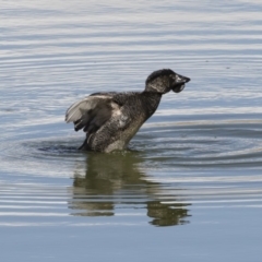 Biziura lobata at Michelago, NSW - 26 Aug 2019