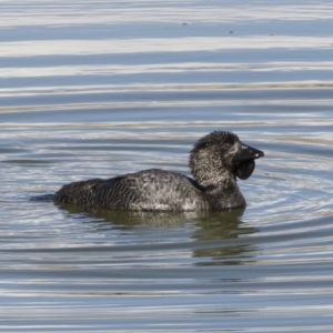 Biziura lobata at Michelago, NSW - 26 Aug 2019